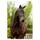 BR Trensenzaum Andover