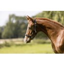 Eskadron FOAL Halfter Core