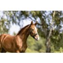 Eskadron FOAL Halfter Core