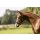 Eskadron FOAL Halfter Core