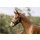 Eskadron FOAL Halfter Core