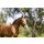 Eskadron FOAL Halfter Core