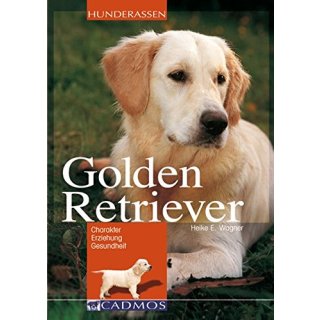 Golden Retriever; Familienhund mit Jagdpassion