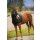 Brust und Halsschutz schwarz Equi-Theme