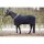 Harrys Horse Set Fleecedecke,Strick und Halfter Furby schwarz