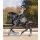 WALDHAUSEN SCHABRACKE PEGASUS