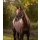 WALDHAUSEN HALFTER PEGASUS