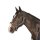 Halfter Union-Jack Pony anthra Dorn Next Generation 2016